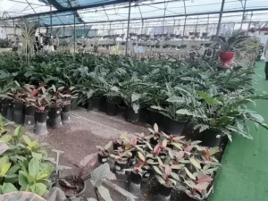 باربری از بازار گل شهید فکوری